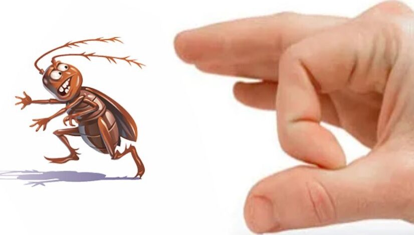 Bedbuginator - Save $100 on Bedbug Service